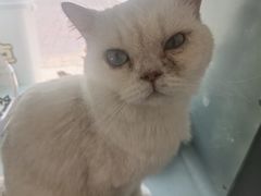 -平行世界·猫咖(首经贸店)
