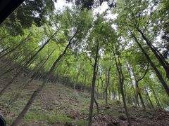 -广州市石门国家森林公园