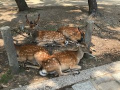 -奈良公园