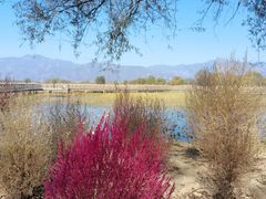 -野鸭湖国家湿地公园