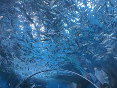 -海合安成都极地海洋公园
