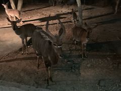 -清迈夜间动物园