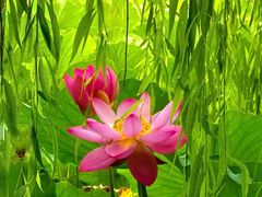 -莲花池公园