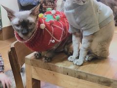 -李小姐の猫咖啡馆(五角场店)