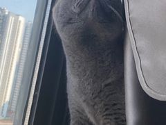 -喵园·猫主题咖啡厅·撸猫·猫咖(国贸店)