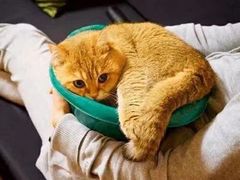 -藏猫猫咖啡主题馆(中央大道店)