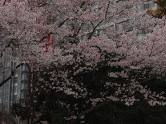 -西苑公园