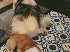 -more than meow吴止猫主题餐厅(承德 中船汇店)