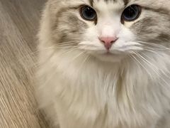 -柴迷FANS CLUB·柴犬狗咖·猫咖