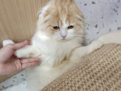 -喵园·猫主题咖啡厅·撸猫·猫咖(国贸店)