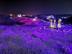 -大塘金香草谷