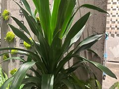 -漾花汐·西餐·下午茶(苏州湾歌林公园店)