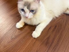 -楼上猫咖(罗湖店)