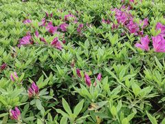 -八大山人梅湖景区