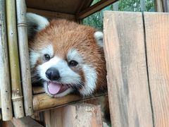 -LLJ夹机占(西直门凯德店)