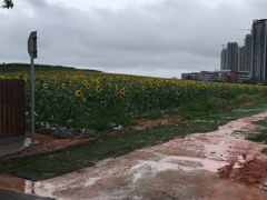 -光明小镇欢乐田园
