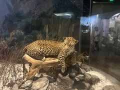 -陕西自然博物馆