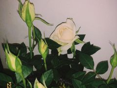 -循礼门鲜花花市(武汉循礼门店)