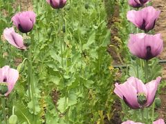 -国家植物园南园