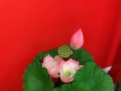 -芦月轩羊蝎子(太平桥店)
