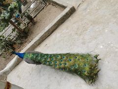 -瑞丽独树成林风景区