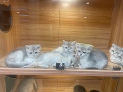 -猫十亿·布偶金渐层·曼基康矮脚猫舍(青年路店)