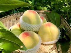 -老袁家蜜桃农场·阳山水蜜桃