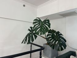 -babiline芭比莱恩半永久纹眉纹唇发际线