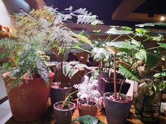 -柴务处·柴犬主题狗咖