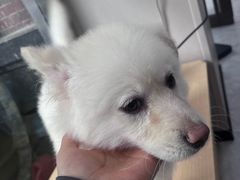 -瑞鹏宠物医院·超声·骨科·奇麟分院(蜀都万达店)