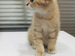 -pd派德宠物中心医院24H急重症·眼科中心·血液透析中心(嵩山北路店)