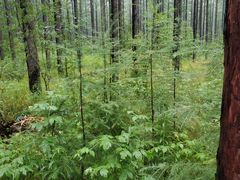 -塞罕坝国家级自然保护区