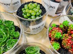 -双季花艺园艺市场(浦东店)