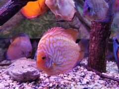 -上海海洋水族馆