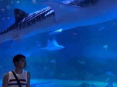 -烟台海昌鲸鲨海洋公园