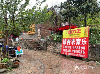 古银杏村吃白果了炖土鸡，感受到了鸡汤的鲜美