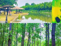-合肥滨湖国家森林公园