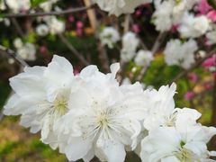 -南汇桃花村