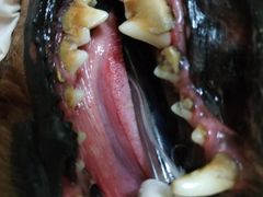 -瑞鹏宠物医院·骨科·猫科·内科(第一中心)