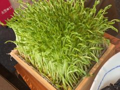 活体豌豆苗-捞王锅物料理(上海世茂广场店)