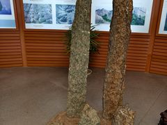 -龙虎山世界地质公园博物馆