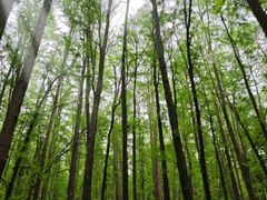 -上海共青森林公园