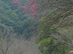 -新建村梅花