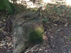 -可伦宾野生动物保护区