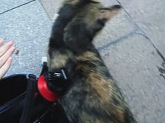 -泰州凤城河风景区-泰山公园