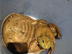 牛蛙-鳖皇甲鱼餐厅(平阳路店)