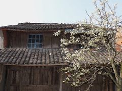 -桑洲油菜花景区