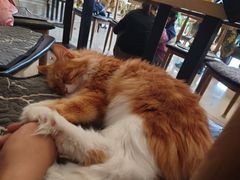 -平行世界·猫咖(首经贸店)