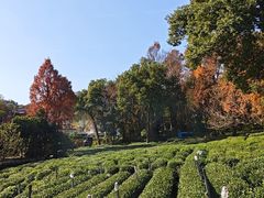 -野蔓果·山野菜(西湖景区·龙井茶田店)