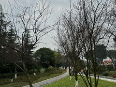 -铁山坪森林公园